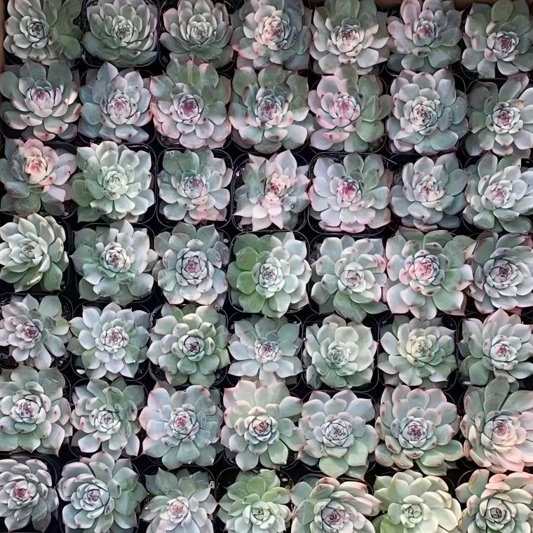 数量限定の新商品（抜き苗）一覧 – Top Succulent®
