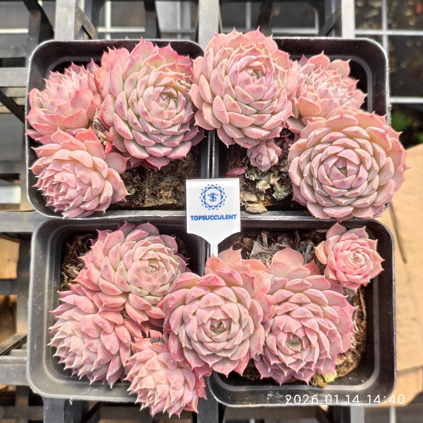 24735 シャーロットローズ