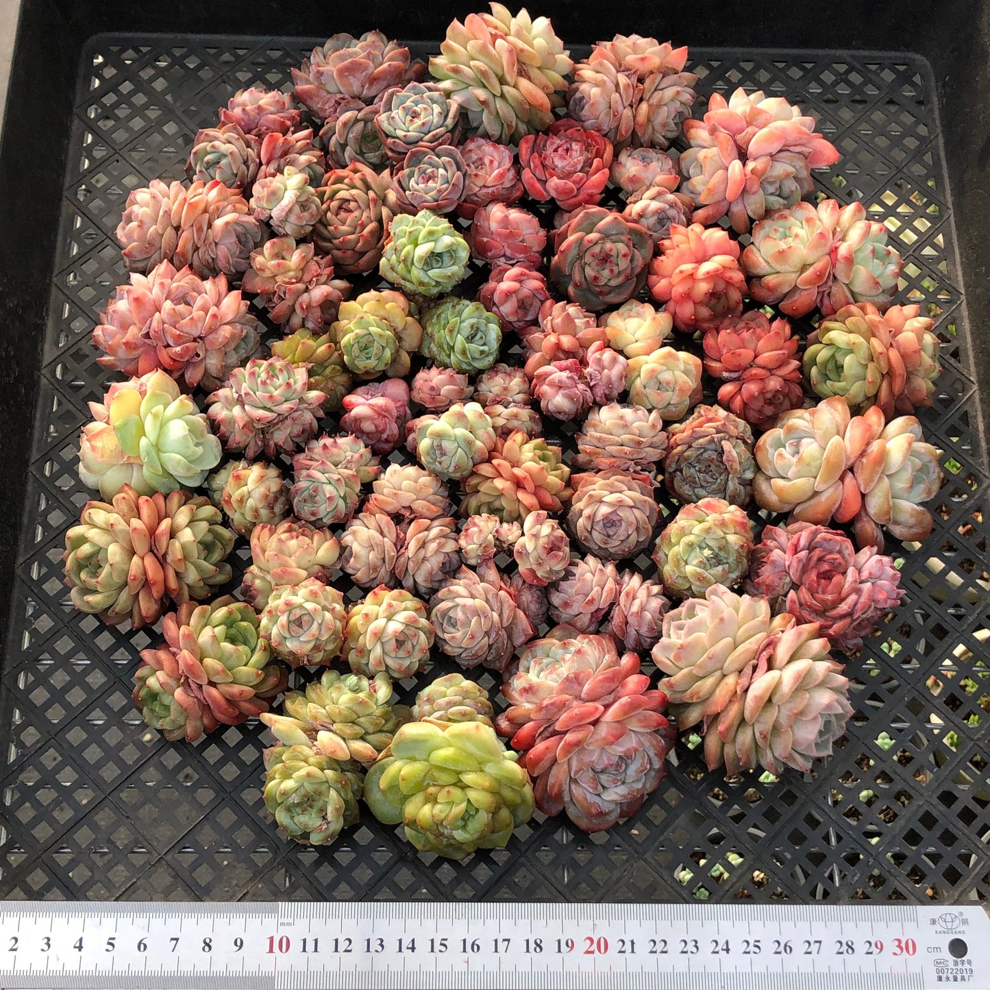 BL2121-013 ミックス苗