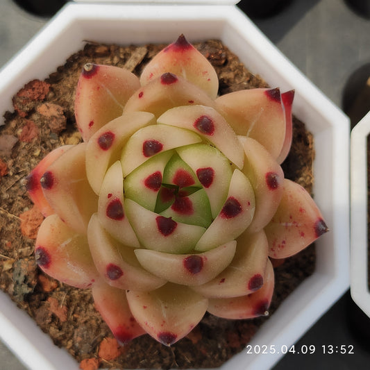 YBB212 ブルードラゴン（7cm pot）