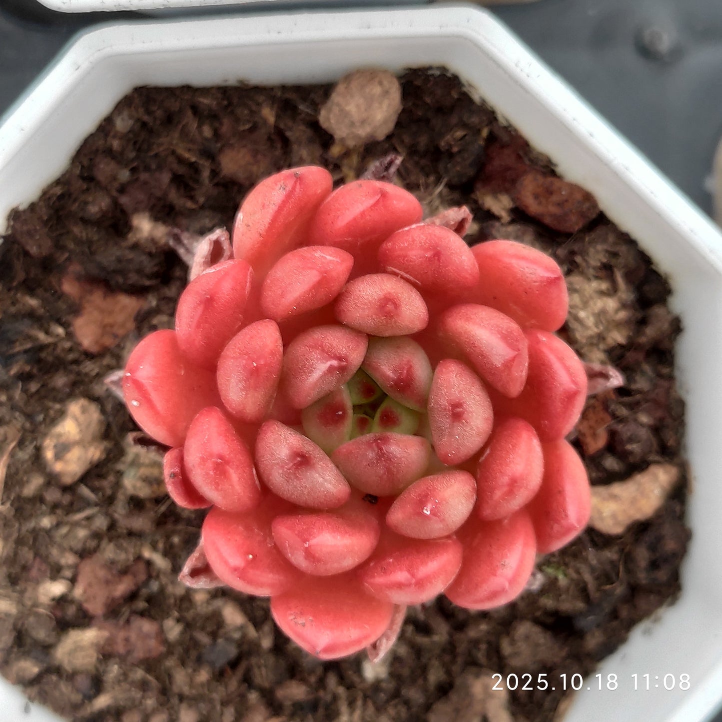 YBB033 ピンクルルビー（7cm pot）