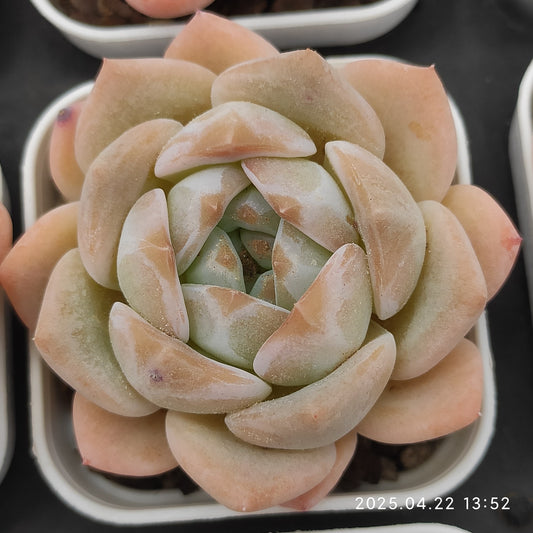 MMY362 ドリーム オーロラ(5.5cm pot）