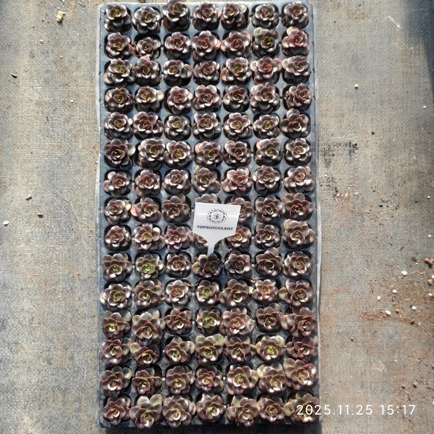 220641 チョコレート（3cm pot）（ポット苗）