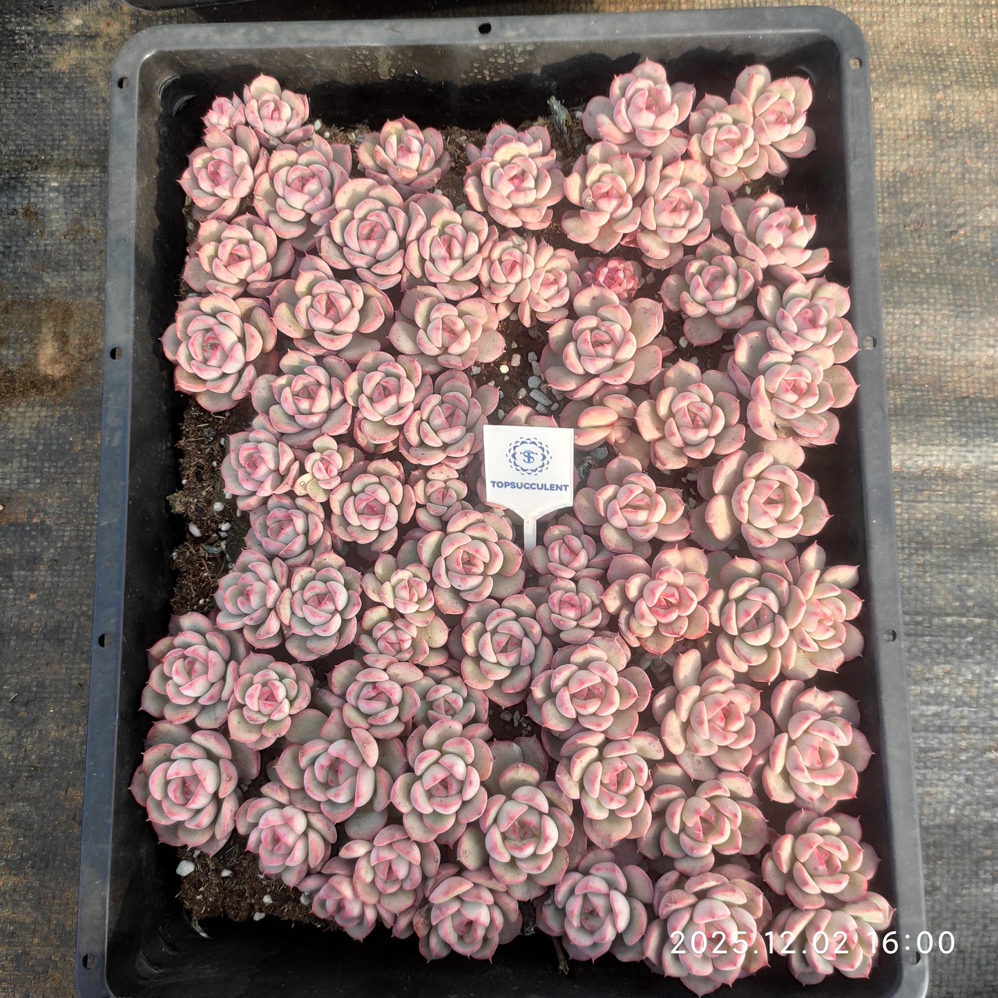 23062 シルーエットHyb（ポット苗）