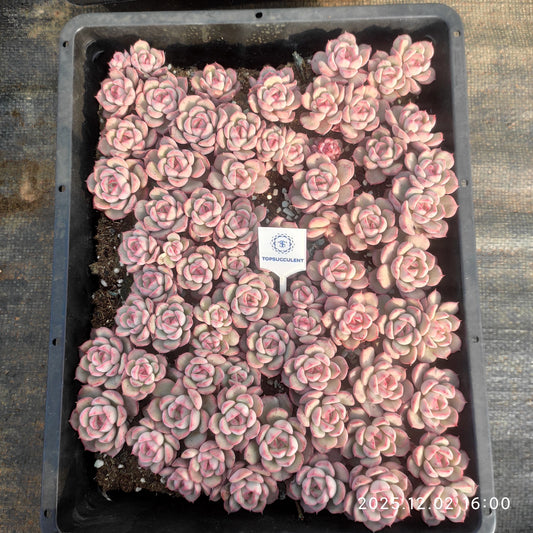 23062 シルーエットHyb（5cm pot）（ポット苗）