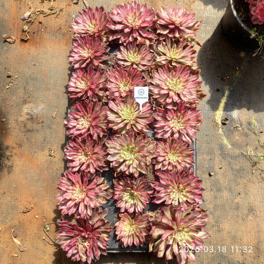 17979 アエオニウム　イモータルインク