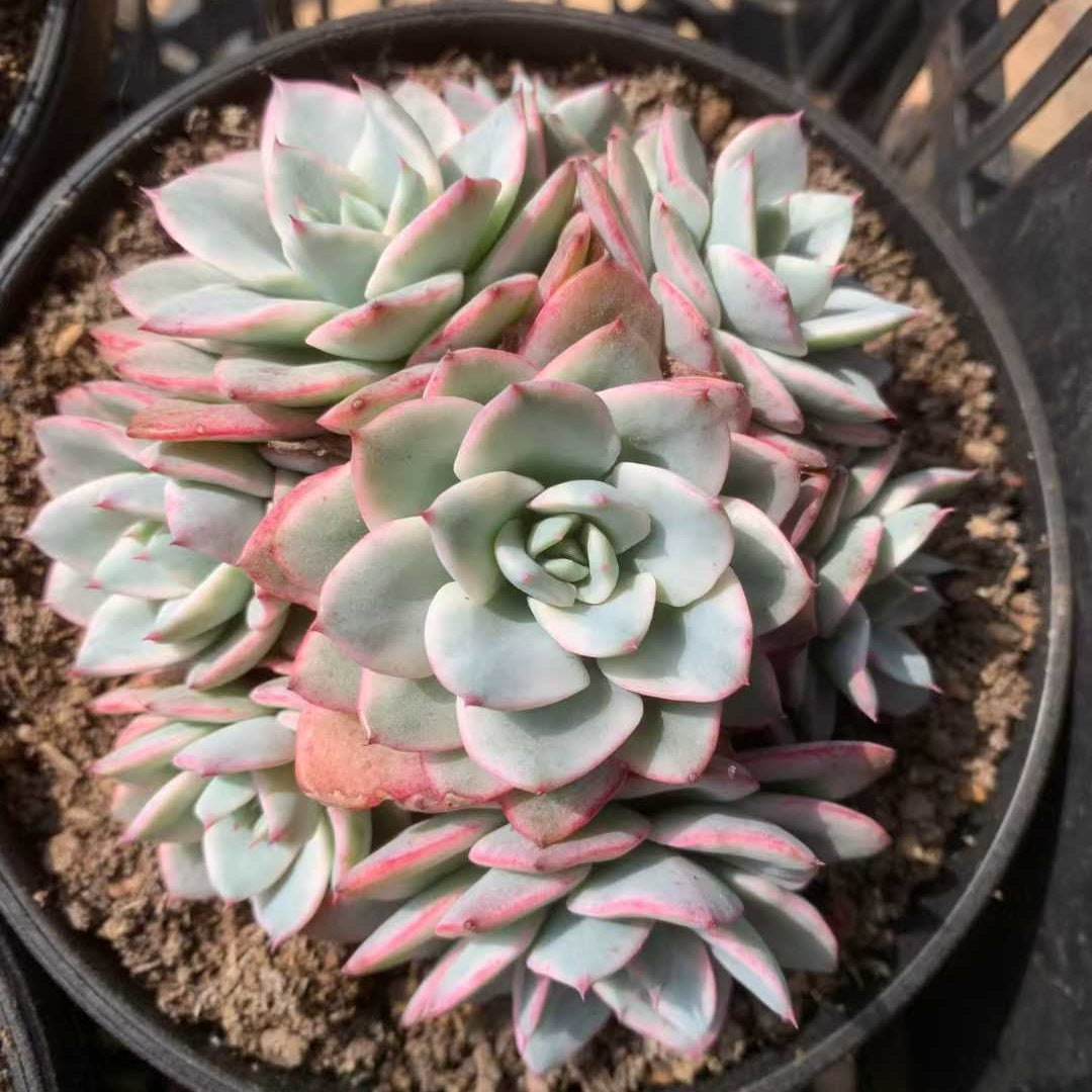 26222 ピーチス＆クリーム錦