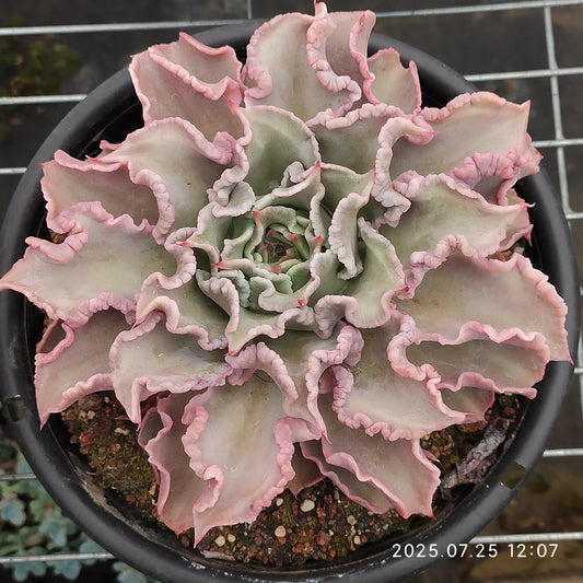 NGN341 マディバ（18cm pot）