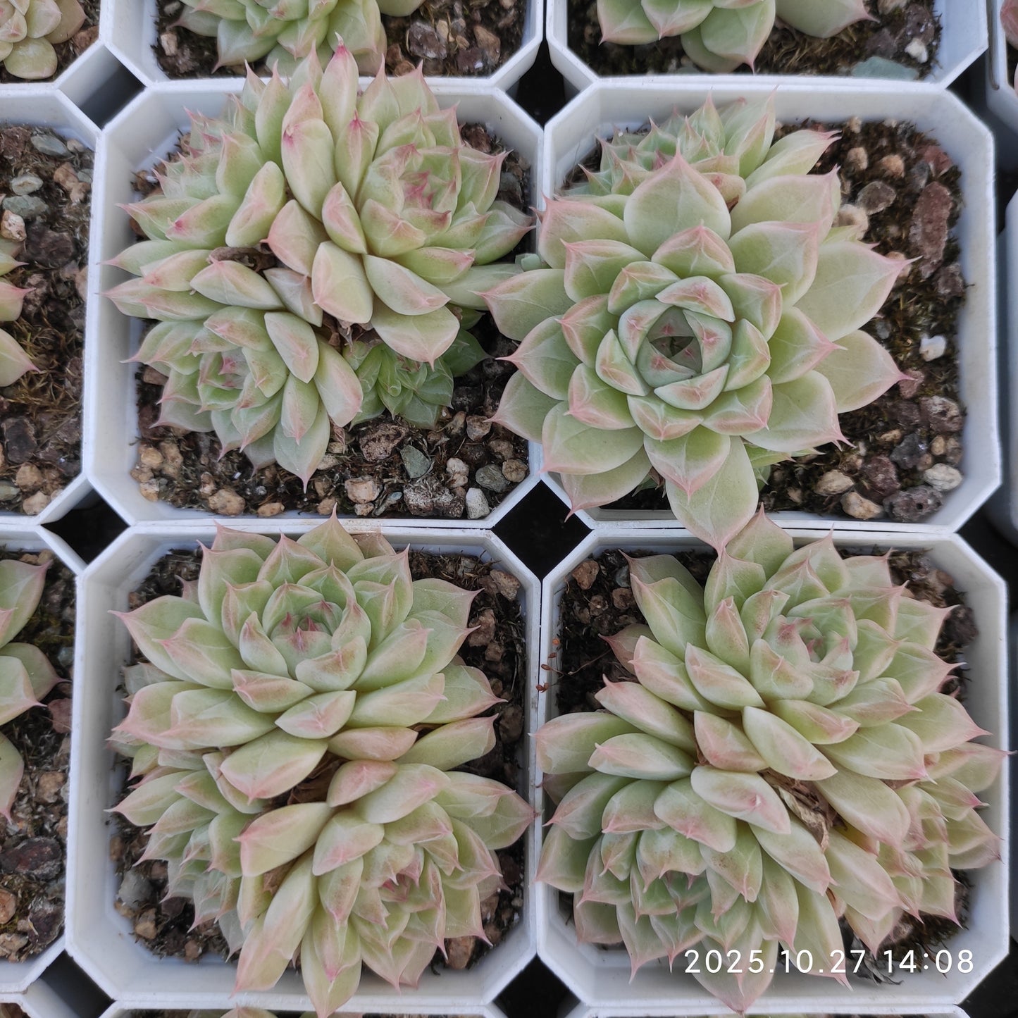 21779 クィーンHyb（7cm pot）