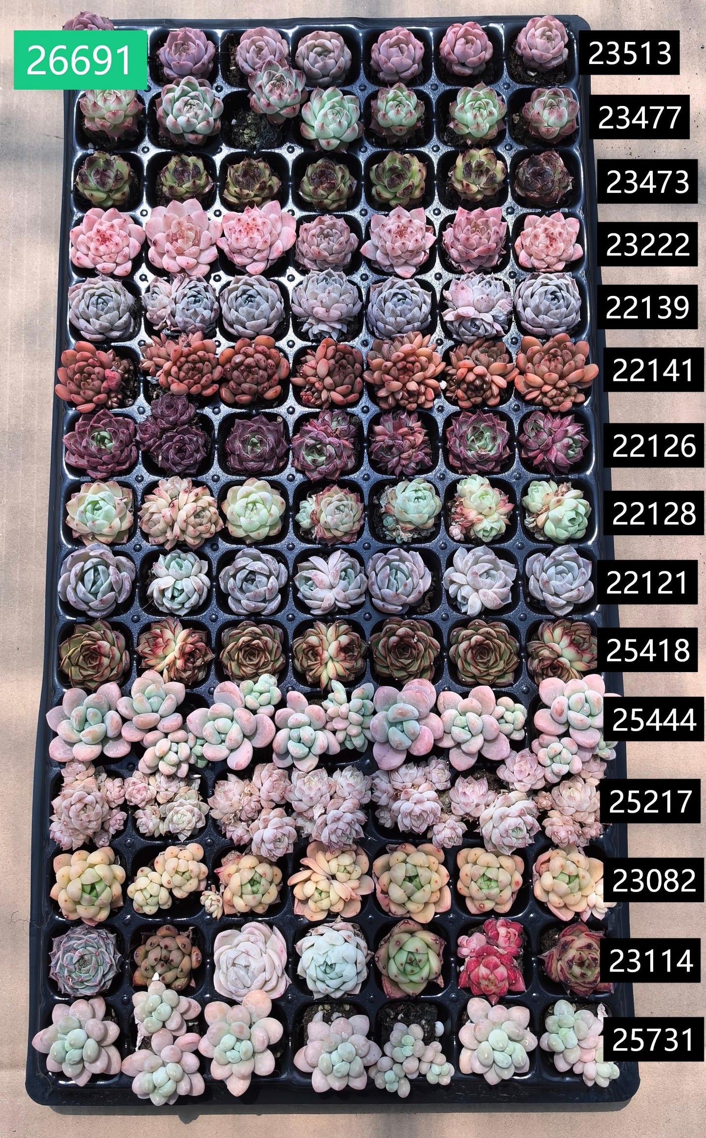 105穴鍼灸プレートの組み合わせ 21