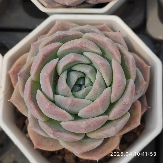 NGN224 ピンクラブ (7cm pot)