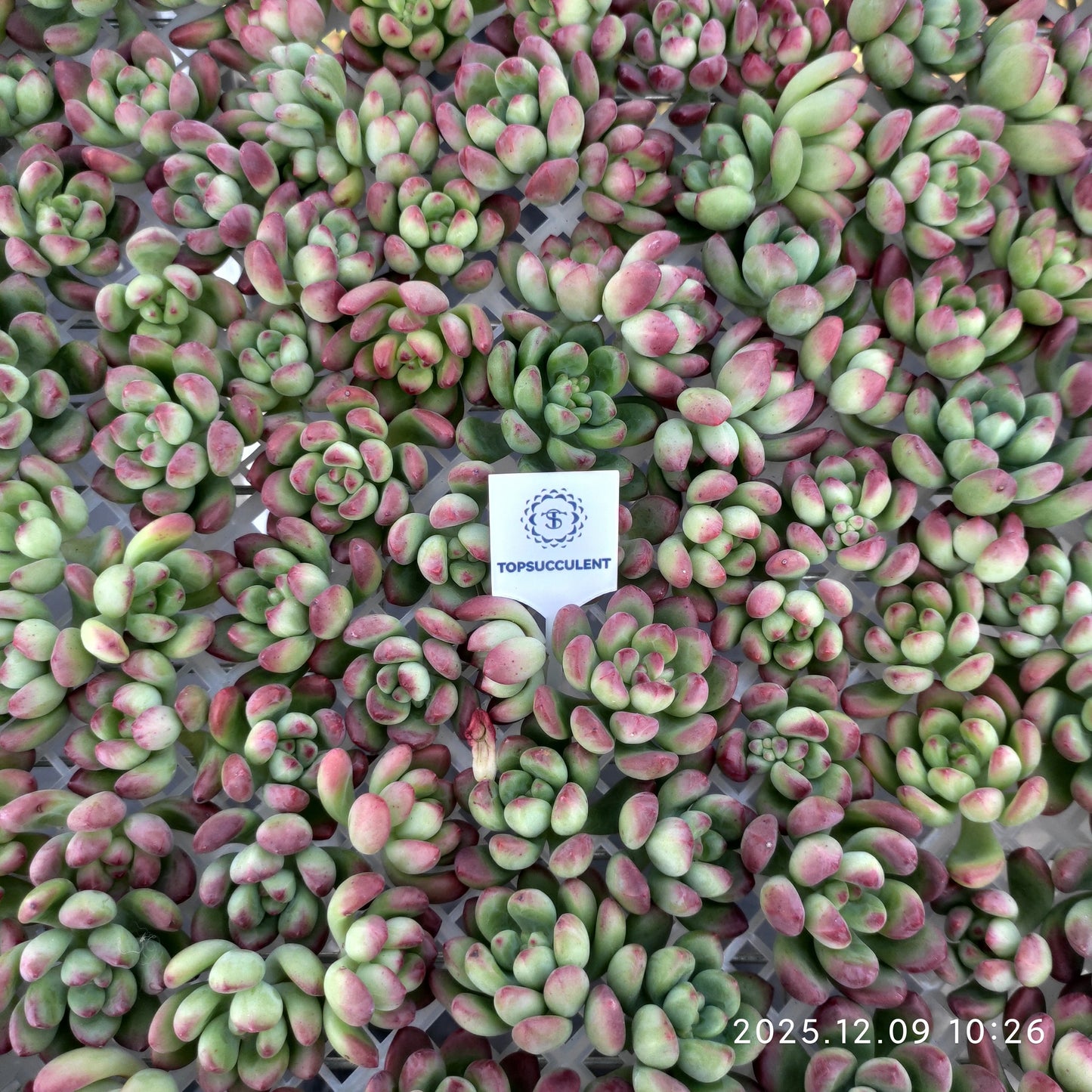 220749 パーフェクト　フェアリー（カット苗）