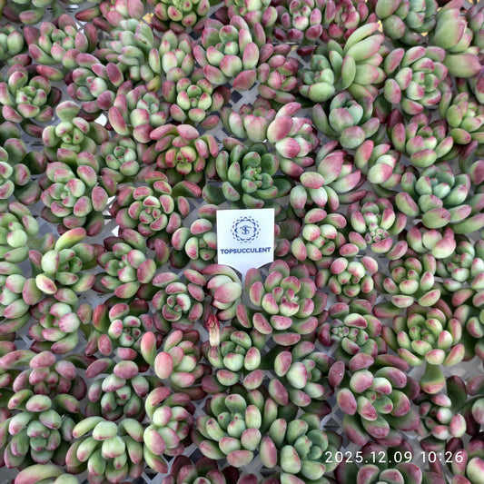 220749 パーフェクト　フェアリー（カット苗）