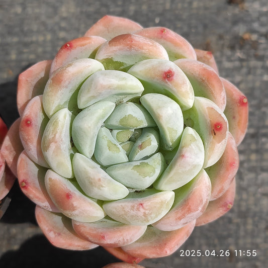 MMT533 スィックモンロー(5.5cm pot）