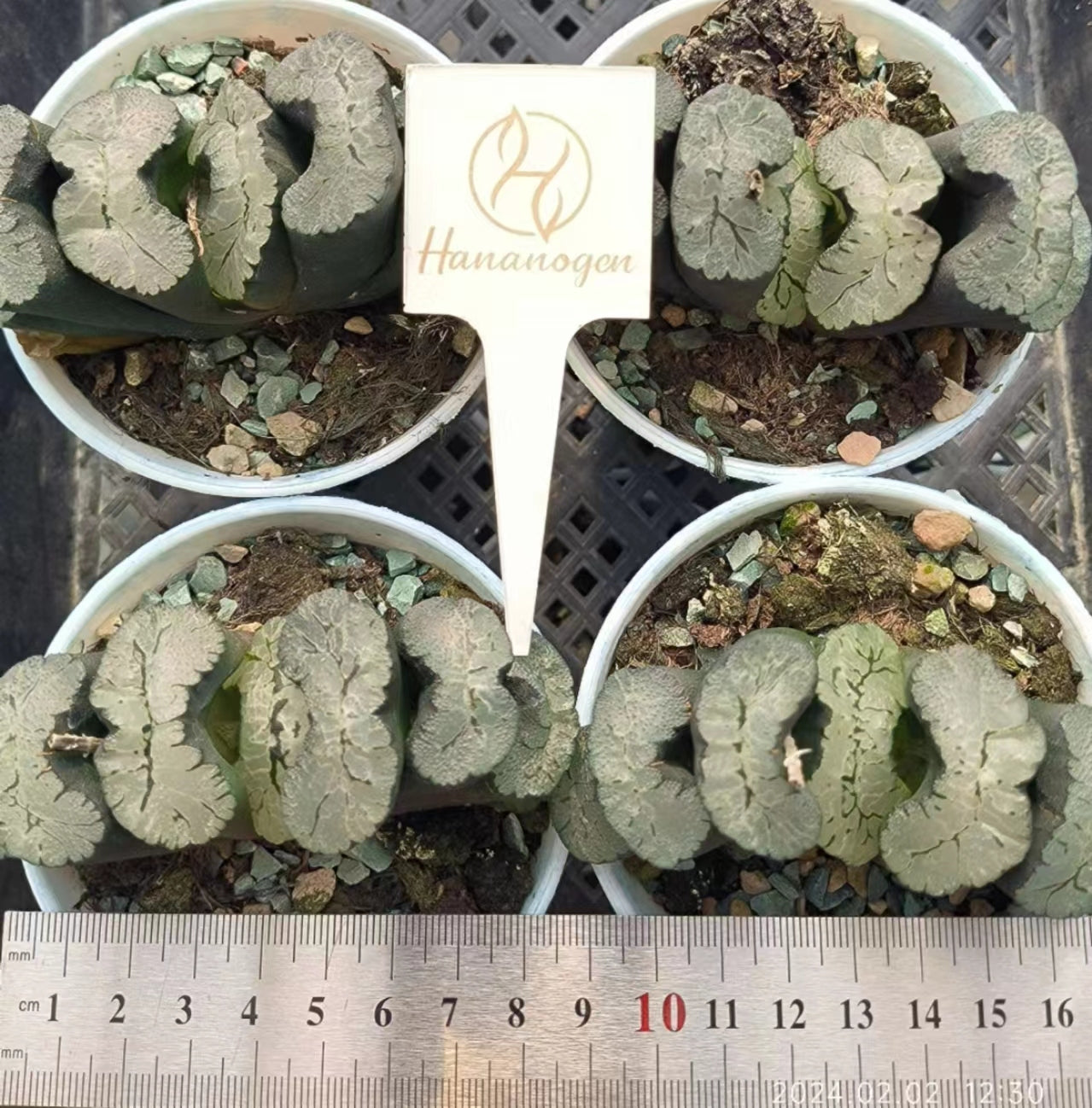 7349 葵御前 アオイゴゼン（6.5cm pot）