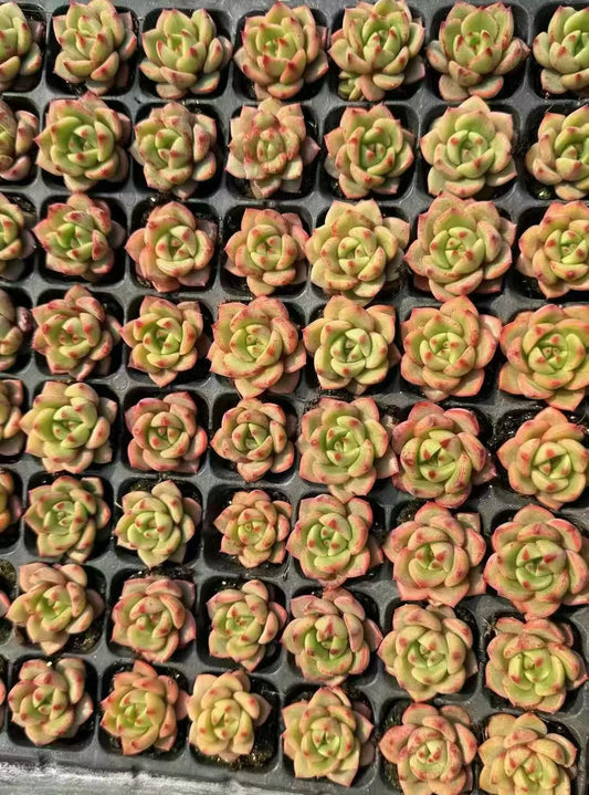 XS1055 スモールピーチ x アガボイデス（3cm pot）