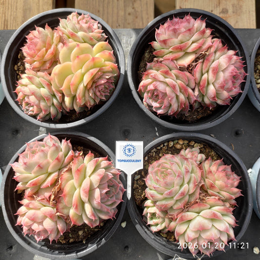 24879 ミッドナイト　ヴェール