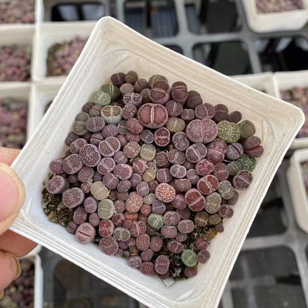 11007 リトープス ミックス（7cm pot）