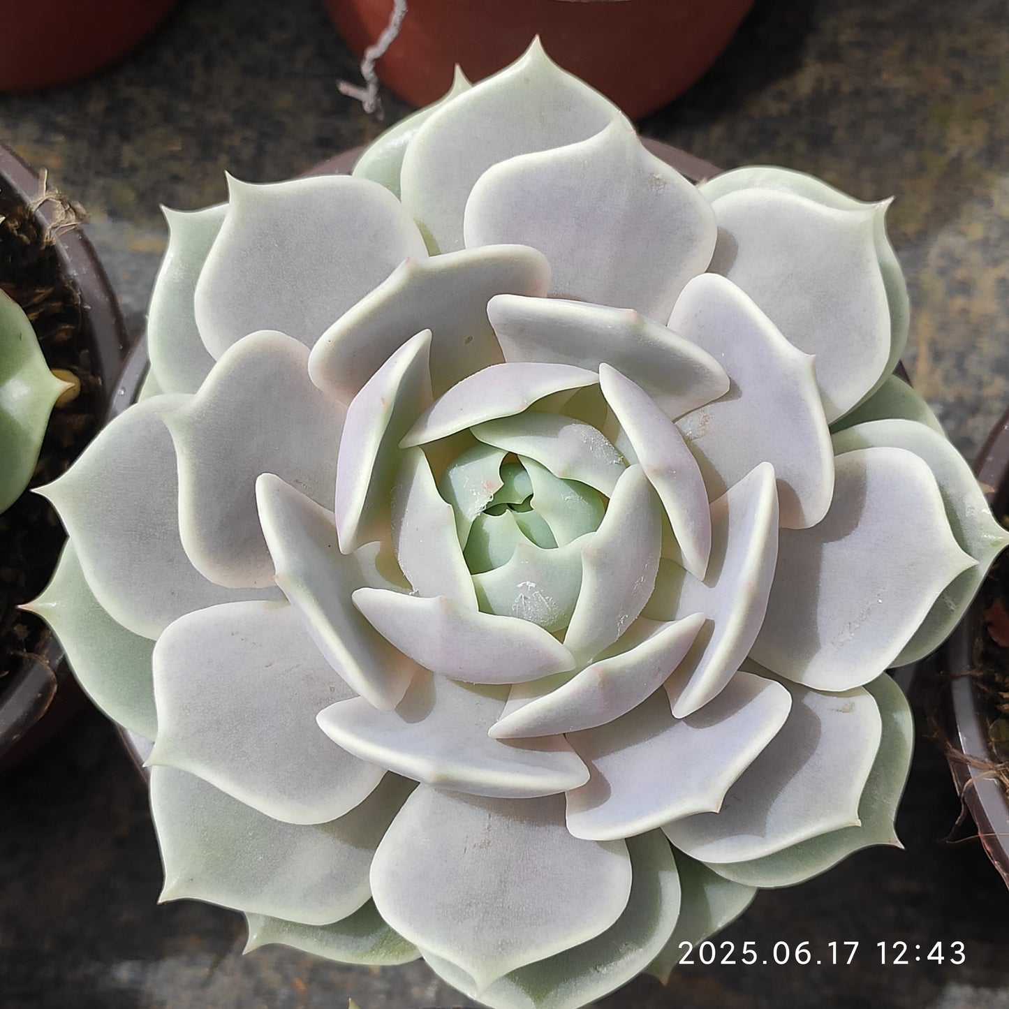 GDX011 ローラ（11cm pot）
