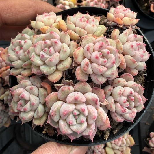 16366 キュートバブル