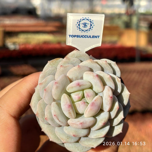 18756 スター　モンロー