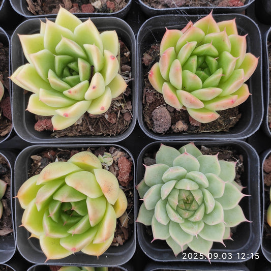 ZZA142 マルガン Hyb(5.5cm pot)