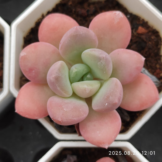 YBB277 イーグレット（白鷺）（7cm pot）