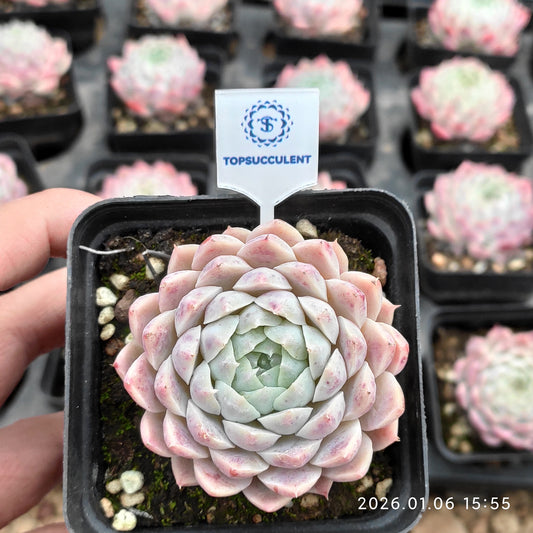 18907 カーベラー