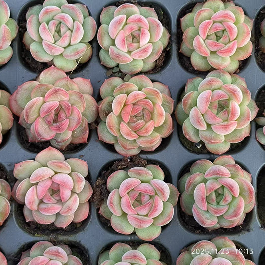 22410 アイスグレープ ジェニー（3cm pot）（ポット苗）