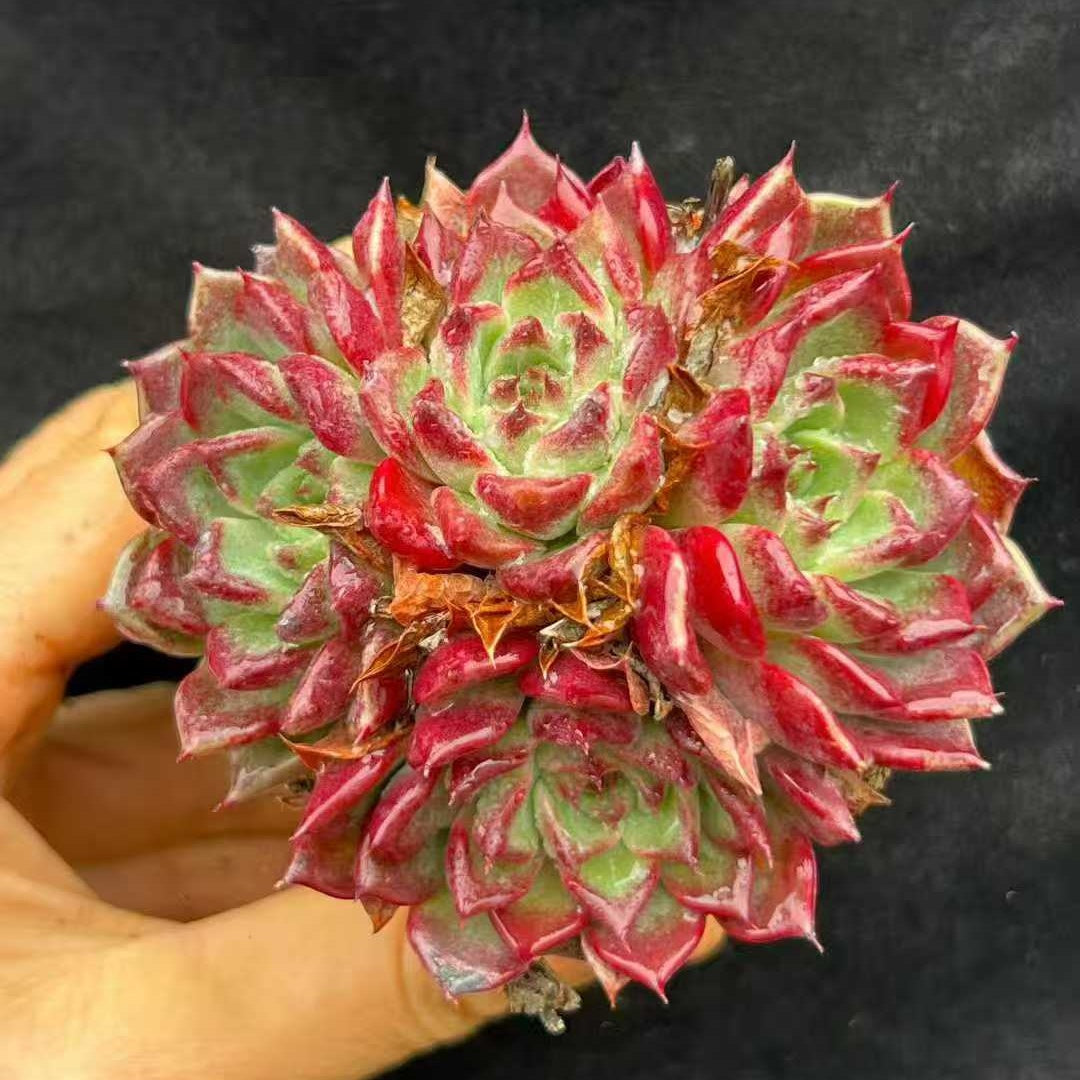 22002 ブラックナイト（9cm pot）