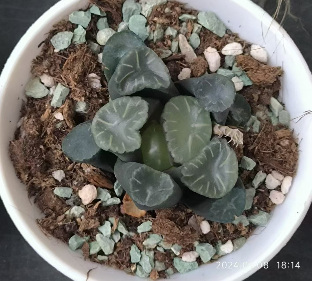 13223 水晶