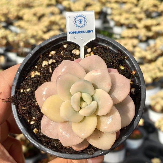 24515 レジェンド錦