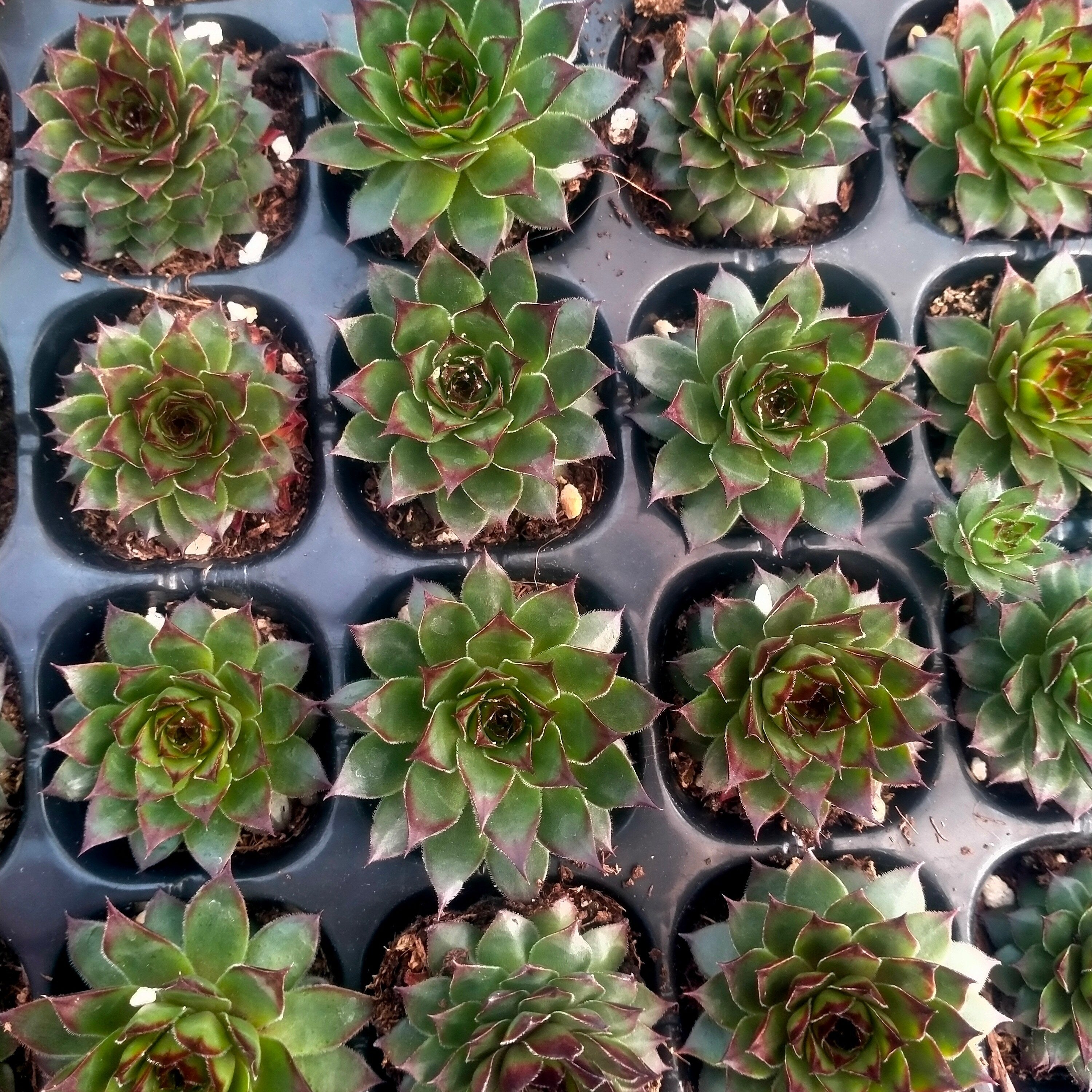 プラグトレー苗 20260101 – Top Succulent®