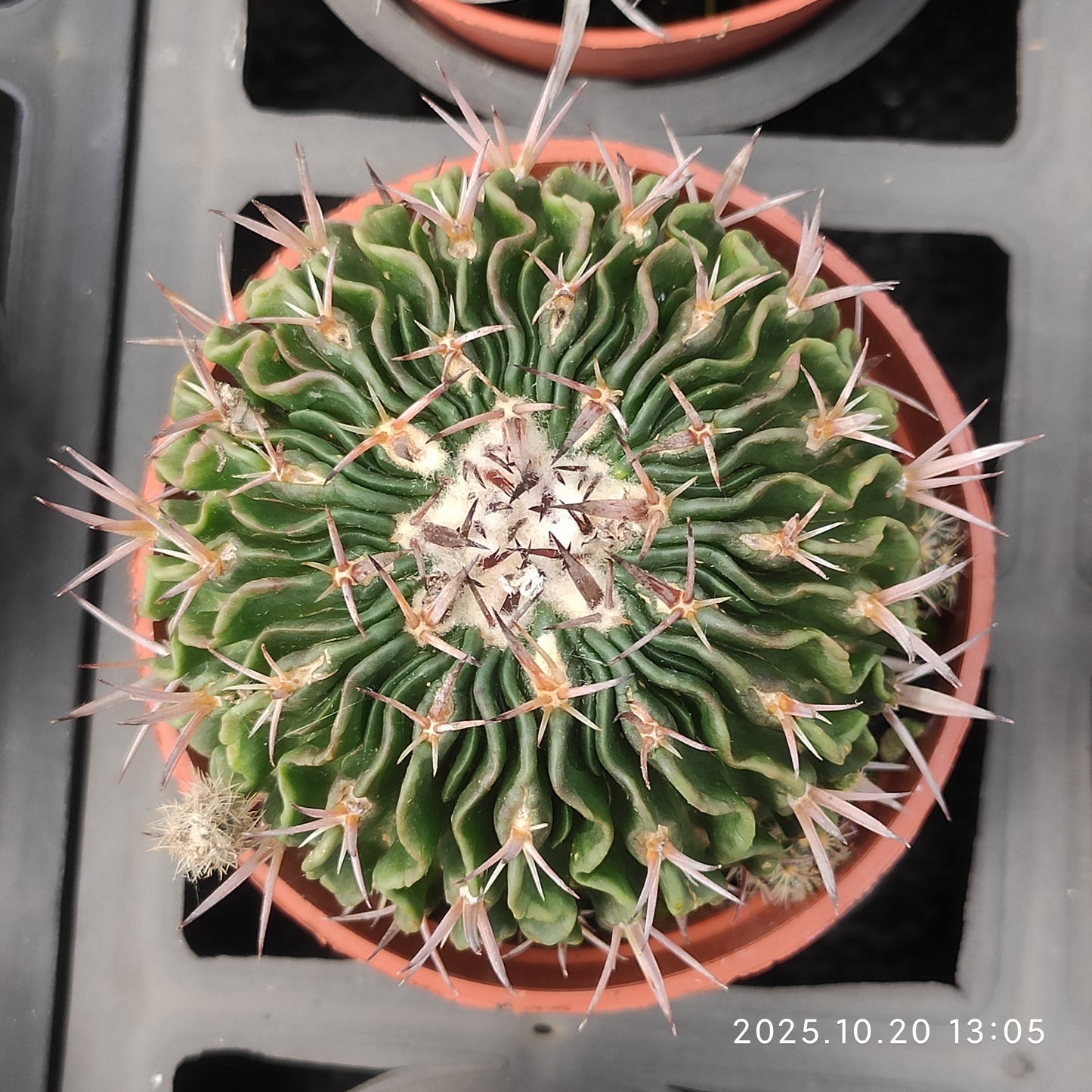 ZXX611 千波万波 （9cm pot）