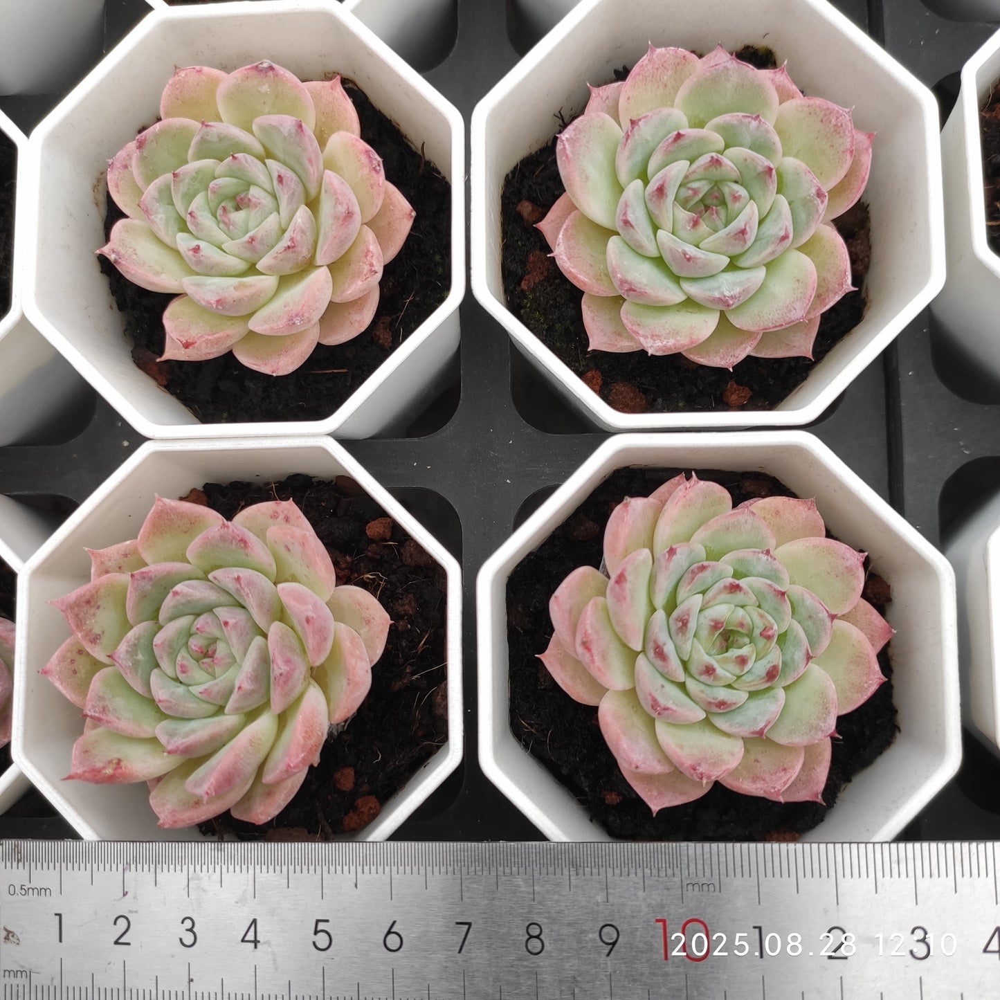 YBB090 レッドベルベット(7cm pot)