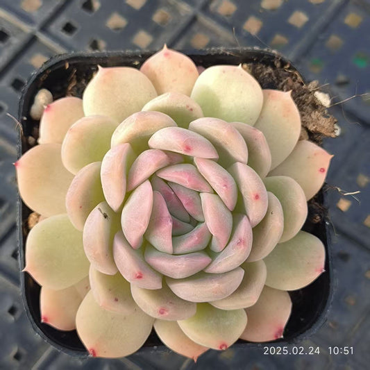 LG822 スカイファイヤー （6.5cm pot）