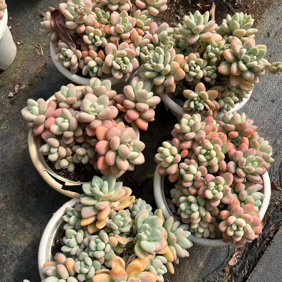 26177 レジェンド