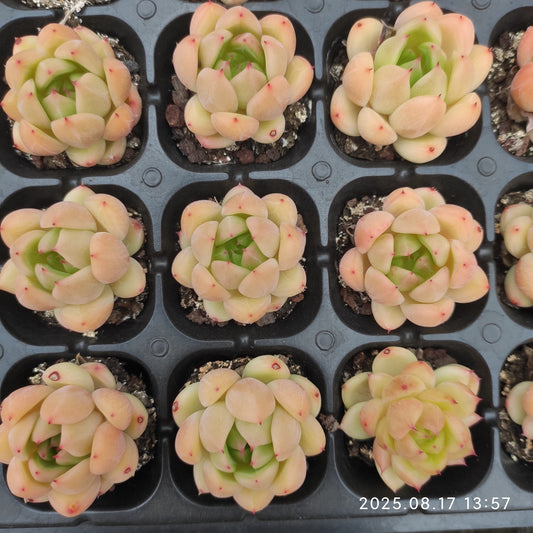 LMM408 ジェニー（3cm pot）