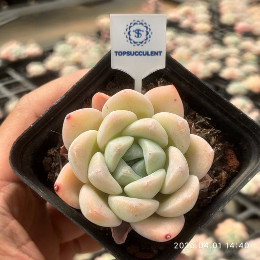 18854 ジェイドバタフライ