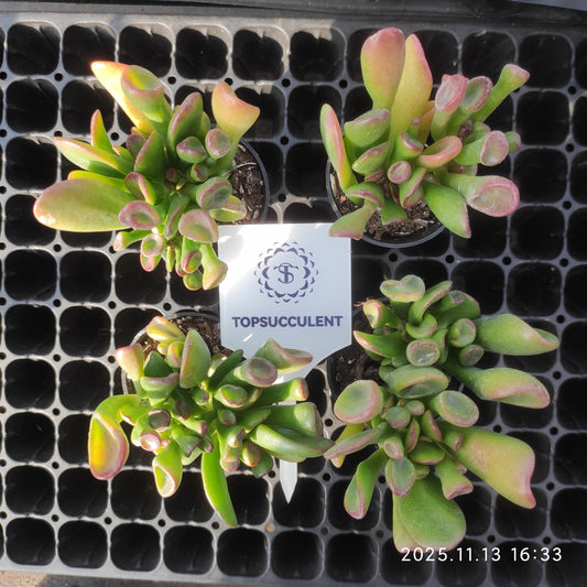 22493  クラッスラ　オブリくア　ゴルム（5.5cm pot）