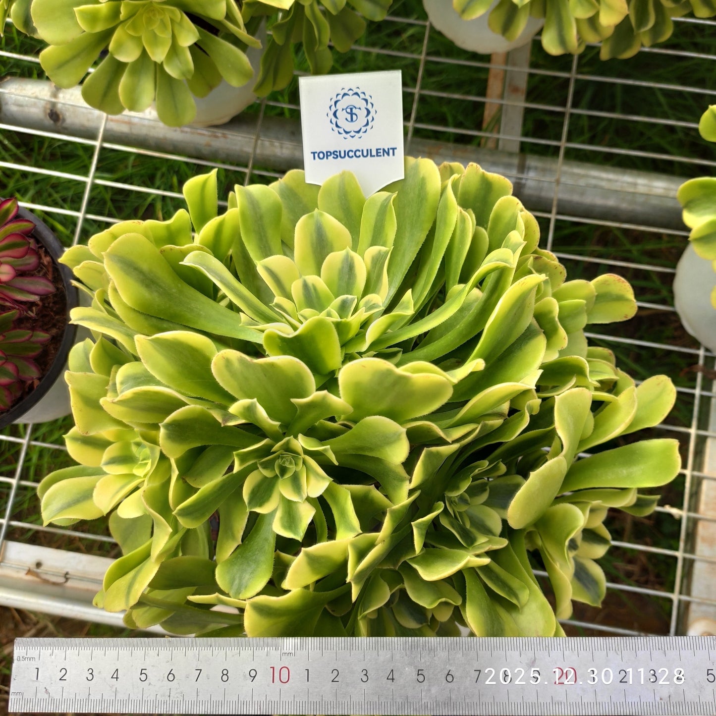 21297 アエオニウム グリーンビーンペースト