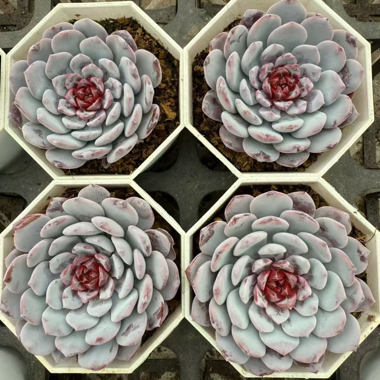 BL2111 スパーク　スノーHyb（7cm pot）