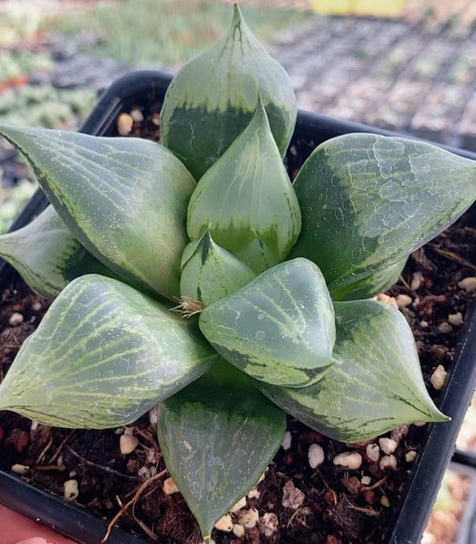 CS126 B型コンプトミュータント (7cm pot)