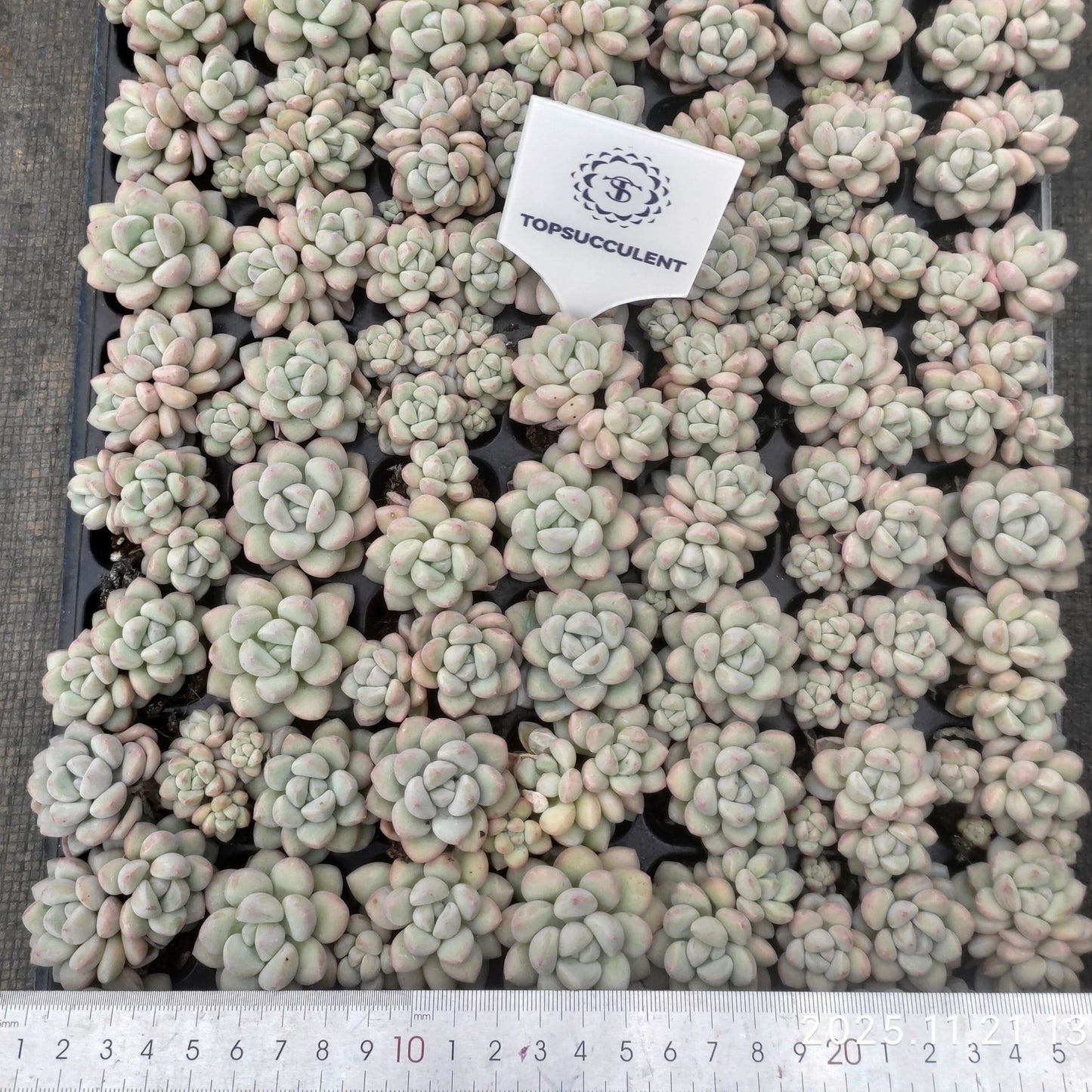 22135  バブルガム（3cm pot）（ポット苗）