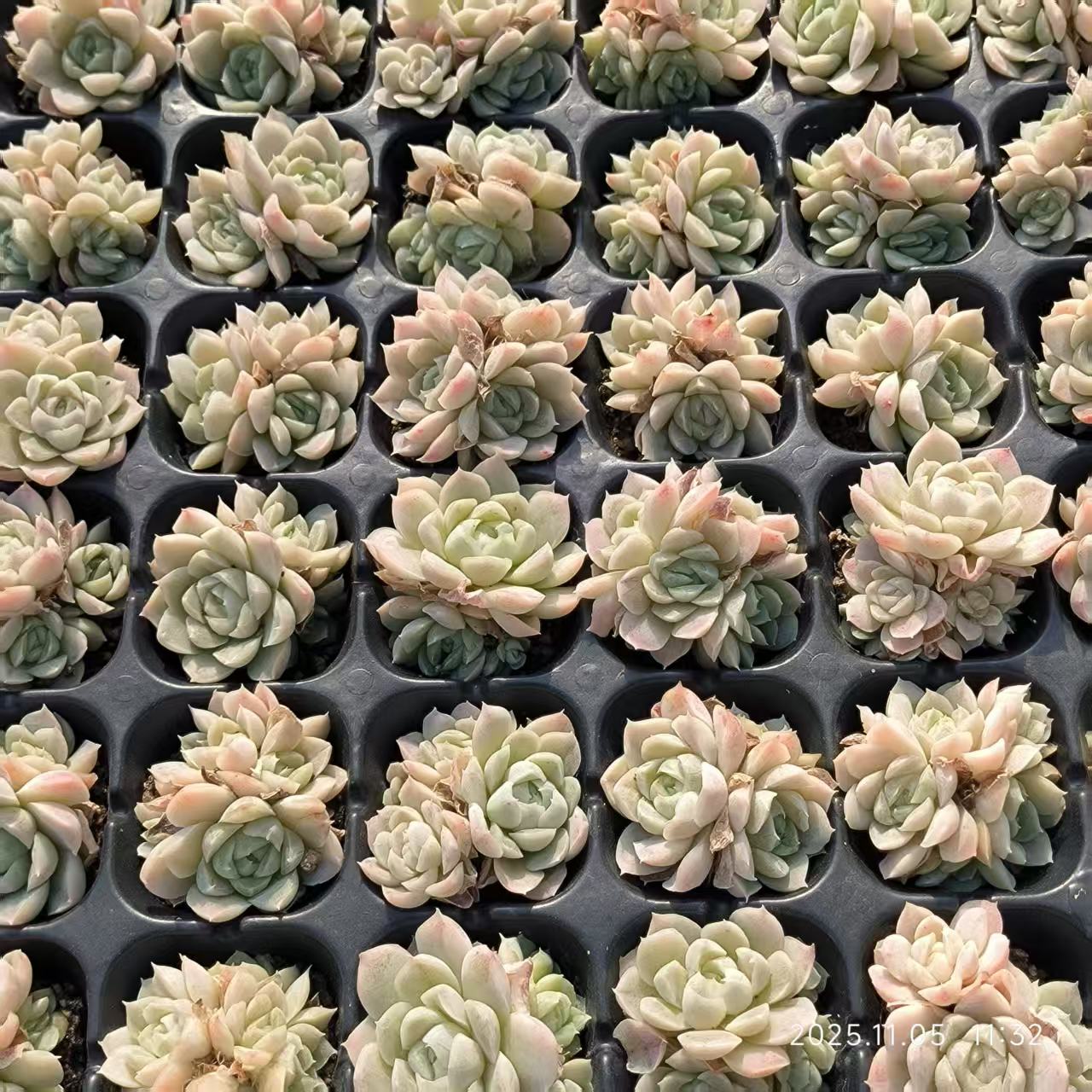 220716 ヒューミリス（3cm pot）（ポット苗）