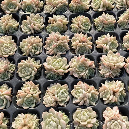 220716 ヒューミリス（3cm pot）（ポット苗）