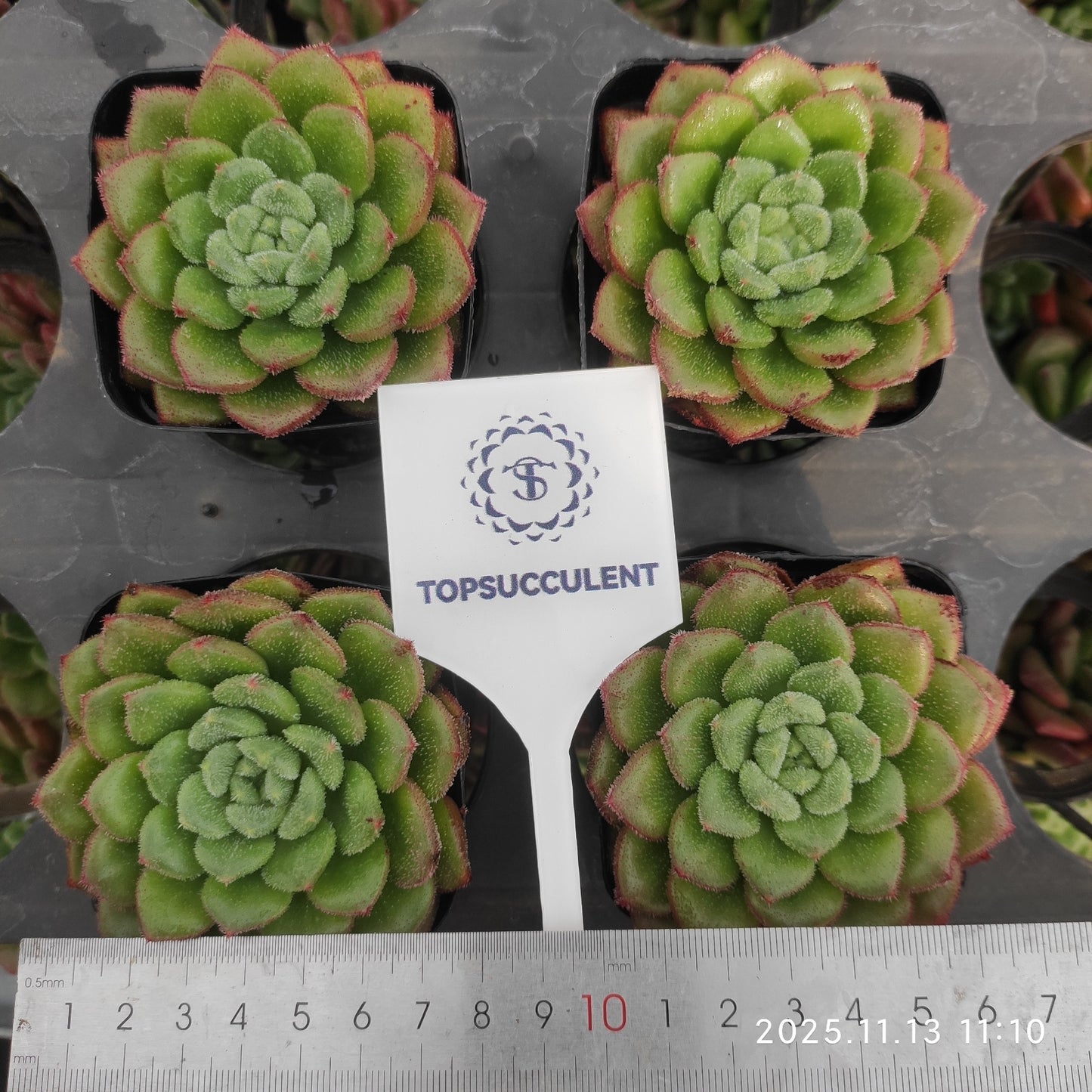 T1506 キャロル（7cm pot）