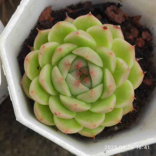 DQ156 マルガン（7cm pot）