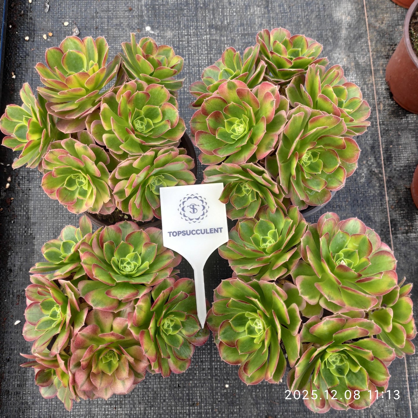 23287 アエオニウム ミルクホワイト（12cm pot）