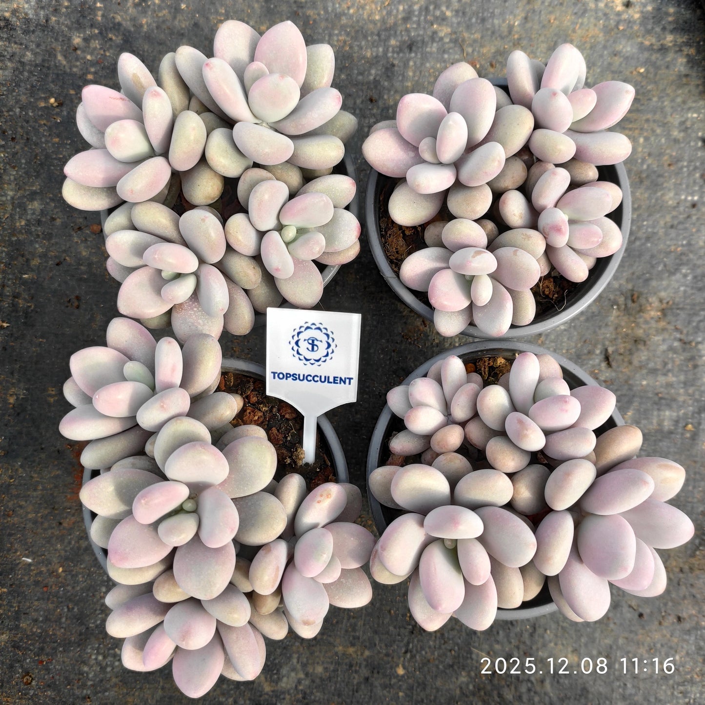 23288 アメジスチヌム